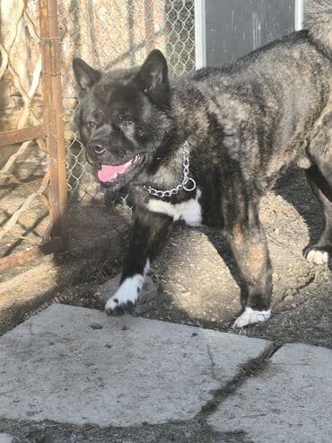 купить собаку для охоты: Вязка: Самец, 5 лет, С прививкой, С родословной — 6