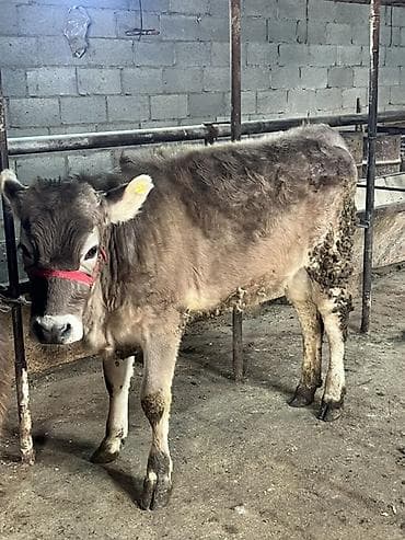 Услуги ветеринара: Продаю | Музоо, торпок | Полукровка | На откорм | Привязанные — 1