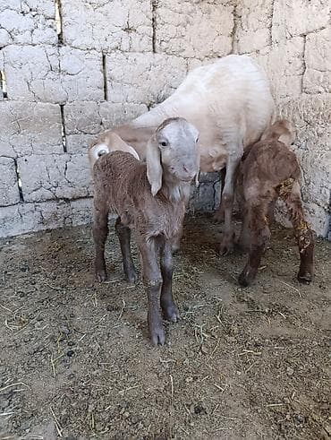 улар сатылат: Сатам | Ургаачы кой (ургаачы) | Эдильбай | Көбөйтүү үчүн — 3