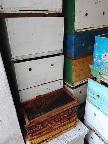 ящик пчела: Пчелиные ульи и комплектующие - Корпусные ульи из дерева, окрашенные — 3
