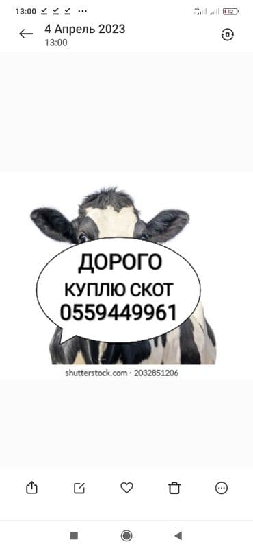 бээ алам: Куплю | Коровы, быки, Лошади, кони, Другие с/х животные | Забитый, Круглосуточно, Любое состояние — 1