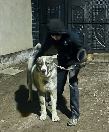 собаки в оше: Мощ кобель вязка пароды алабай по ? звонить — 7