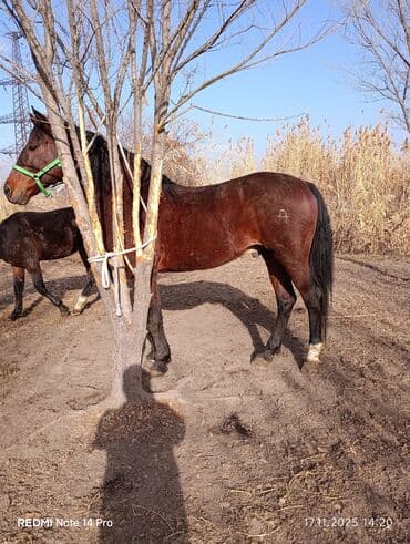 серебристая шиншилла: Продаю | Жеребец | Рабочий | Племенные — 1