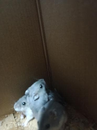 sell animal: Джунгарские хомяки (окраска серо-пепельная с белым брюшком) - — 2