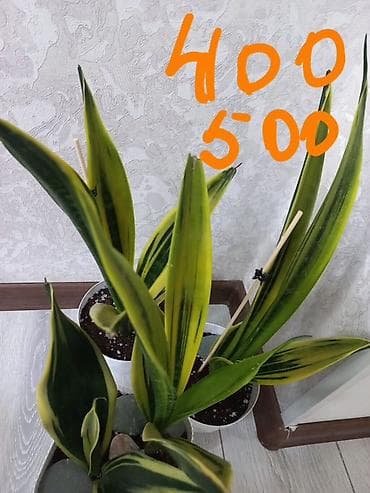 цветные кактусы купить: Сансевиерия (Sansevieria) в горшках — несколько сортов комнатных — 2