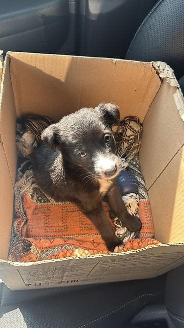 Хорьки: В продаже очаровательные хорьки Мальчики и девочки Привиты — 10