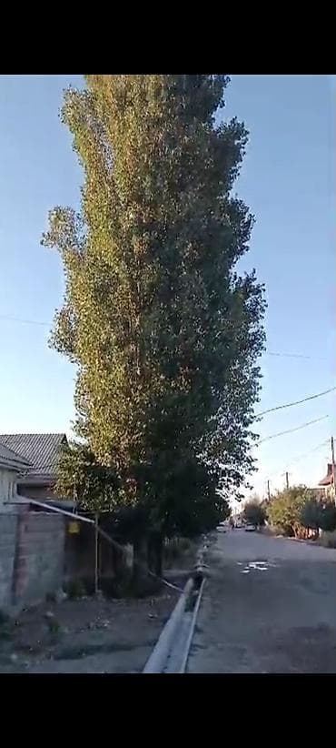 Семена и саженцы: Тополь пирамидальный (Populus nigra ‘Italica’) для озеленения участков — 1