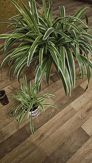 сингониум серый призрак цена: Дорого
Несколько штук разных размеров
Горшки глиняные
Хлорофитум — 7