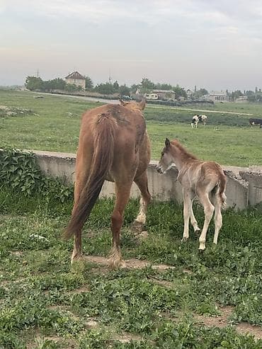 үй жаныбарлары: Сатам | Бээ (ургаачы) | Көбөйтүү үчүн — 5