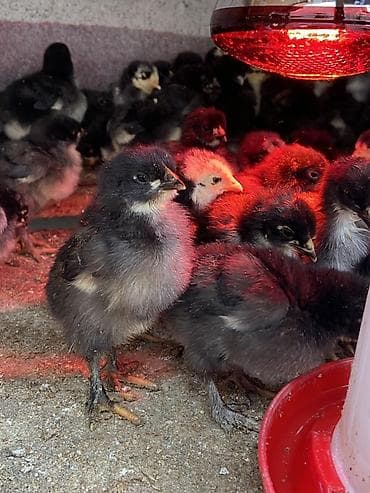 яйцо несушки: Продаю | Цыплята | Для разведения — 3