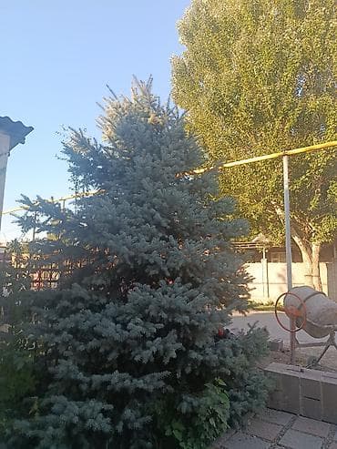 купить саженцы туи: Ель голубая (Picea pungens ‘Glauca’) — крупномер для озеленения — 2
