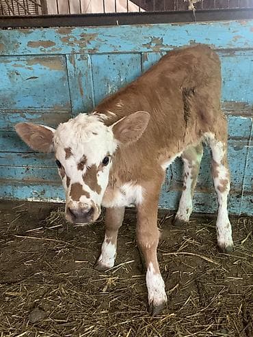 корова с теленкам: Продаю | Тёлка | Полукровка, Монбельярд | Для разведения, Для молока | Искусственник — 5