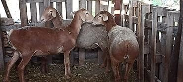 хамелеон животные: Продаю | Овца (самка) | Арашан | На забой, Для разведения | Племенные, Котные, Матка — 4