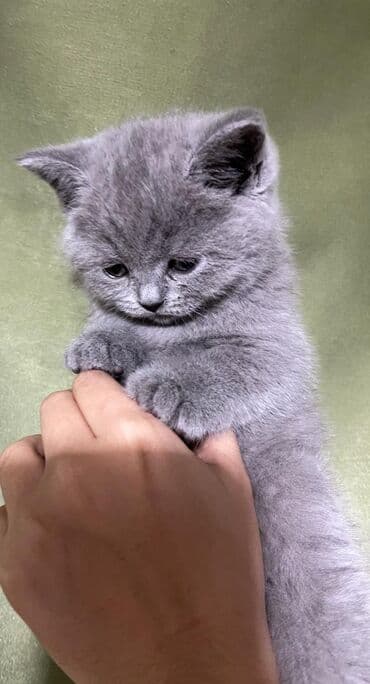 сколько стоит переноска для кошки: Скотиш Страйт (Шотландская прямоухая), 1 месяц, Девочка, Голубой, Приучена к лотку — 3