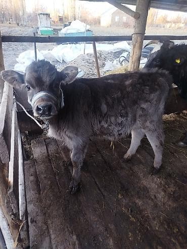 арпа салома: Продаю | Бык (самец) | На откорм | Привязанные — 3