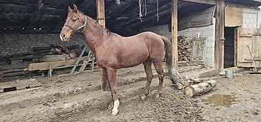 собака маленький: Продаю | Конь (самец), Жеребец | Полукровка, Английская | Для разведения, Конный спорт | Осеменитель — 3