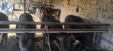 бенгальская кошка бишкек: Продаю | Бык (самец) | На откорм | Племенные — 3