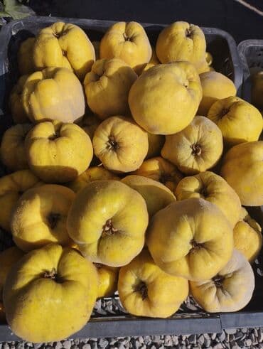 бабка грени: Айва свежая, жёлтая, ароматная - Сорт: крупноплодная айва — 1