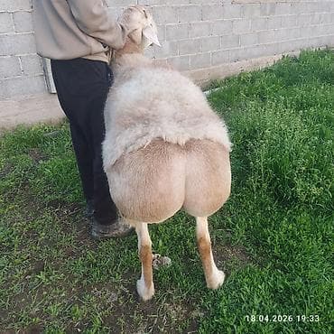 рыбы купить: Продаю | Баран (самец) — 2