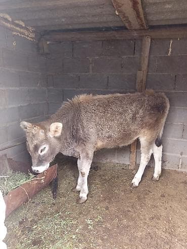 кошка беловодск: Сатам | Кунаажын | Бордоп семиртүү үчүн — 2
