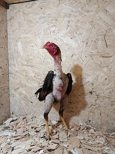 бенгальские кошки бишкек: Продаю | Куры — 2
