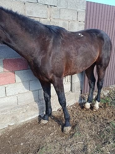 ургачы ат: Продаю | Кобыла (самка) | Рабочий — 6