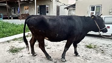 алатауская корова: Продаю | Корова (самка) | Для молока — 3