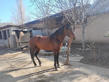 собаки в добрые руки: Продаю | Конь (самец) | Конный спорт — 2