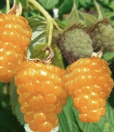 fire maple: Малина В розницу — 2