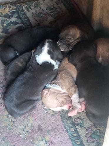 питбуль: 1 месяц, Самец, С родословной — 1