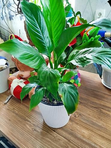 спатифилум гигант: Спатифиллум (Spathiphyllum) в декоративном кашпо - Компактный куст с — 1