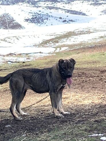 продажа собак бишкек: Овчарка, 1 год, Самка — 5