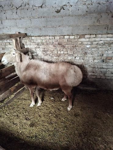 дорпер кой: Продаю | Баран (самец) | Арашан | Для разведения | Племенные — 4