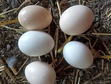Продаю свежие карликовые яйца 50 сом — 4