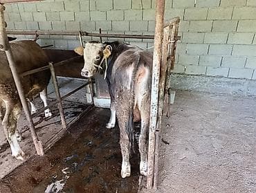 кабыла на забой: Продаю | Бык (самец) | На откорм | Привязанные — 3