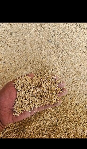 Срочно продам ячмень в мешках 2 тон at lalafo.kg Срочно продам ячмень в мешках 2 тон