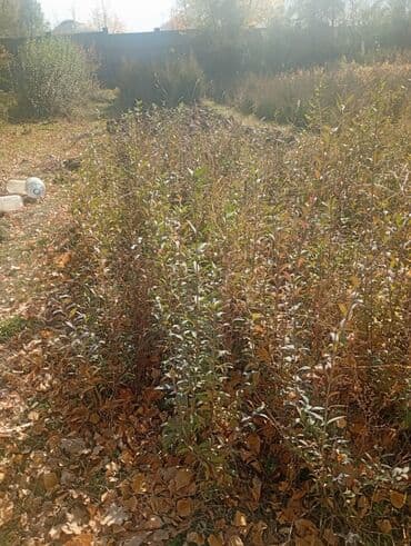 malina.kg продажа малины оптом в бишкеке новопокровка фото: Саженцы цветка — 1