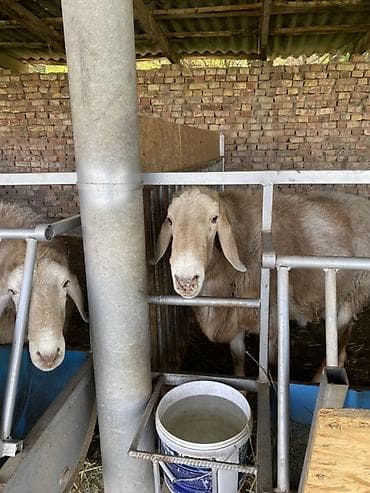 мал айдаган ит сатылат: Сатам | Кочкор (эркек) | Арашан | Көбөйтүү үчүн | Асыл тукумдуу — 3