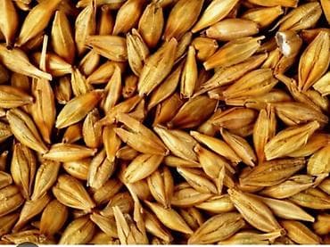 саман арпа: Ячмень : Донецкий,богарный урожай, Семена,Туп,с.Михайловка Арпа сорт — 1