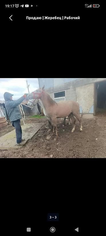 куплю тай: Продаю | Жеребенок | Полукровка | Для разведения | Племенные — 2