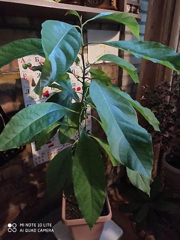 Продаю дерево авокадо