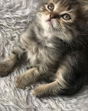 коты на вязку: 🎁 Полностью домашние, к лотку и миске приучены (ну, почти — они — 4