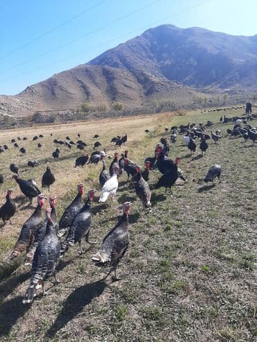 дом для собаки: Сатам | Ургаачы күрп (ургаачы) | Кара ханзаада, Түндүк Кавказ | Союуга | Асыл тукумдуу — 1