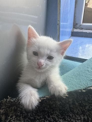 scottish fold: Беспородная, 1 месяц, Девочка, Белый, Приучена к лотку — 2