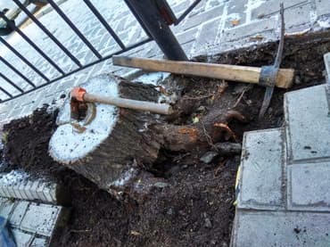 работу разнорабочий: Пилю деревья, дрова, выкорчевываю пни, земляные работы, перекопка — 1