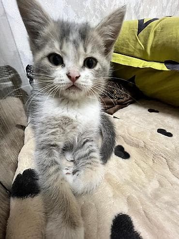 белые котенки: Котёнок домашний, окрас серо-белый с дымчатыми отметинами. Крупные — 1