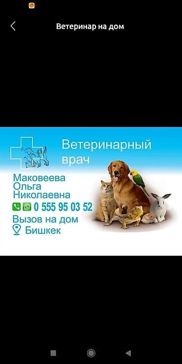 Ветеринарный врач с выездом на дом мелкие домашние животные (кошки