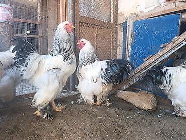 яйцо брамы: Продаю | Куры | Брама | Для разведения — 3