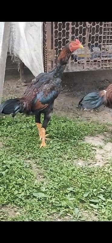 Продаю | Петух | Бойцовая | Для разведения