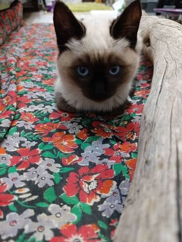 Грызуны: 🐾 Очаровательные котята ищут добрые руки! Наша кошка снова стала — 7